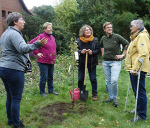 Pflaumenbaum im Pfarrhausgarten